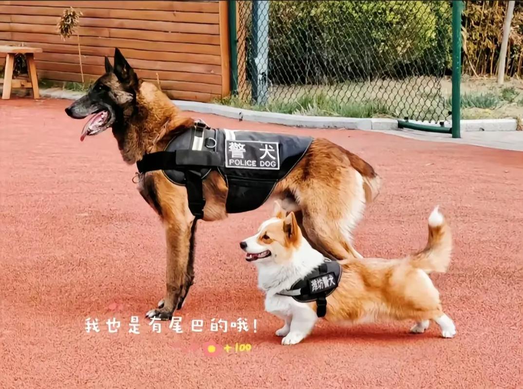 买狗一定要买纯种的才是好的吗「柯基有警犬吗」 盘分析