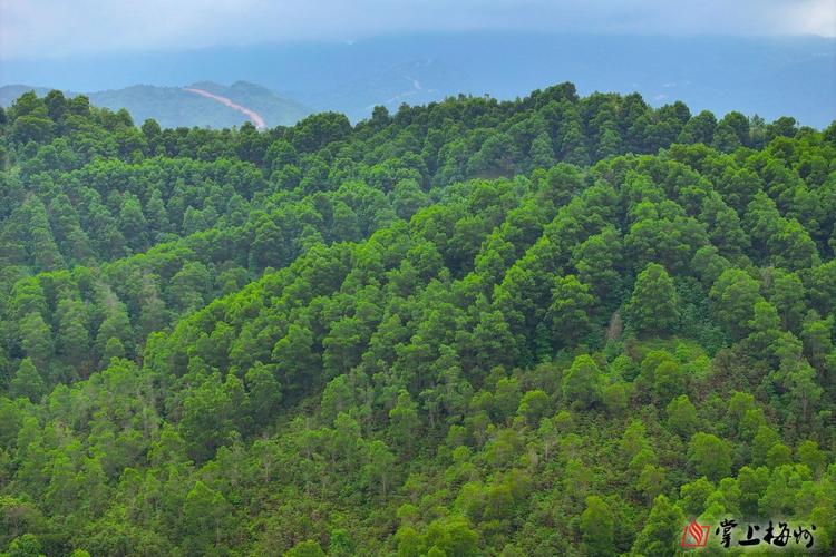 土地为国有林场的,集体村民造林的林场怎样收取林地占用费「树林里一头牛在吃草」 星座